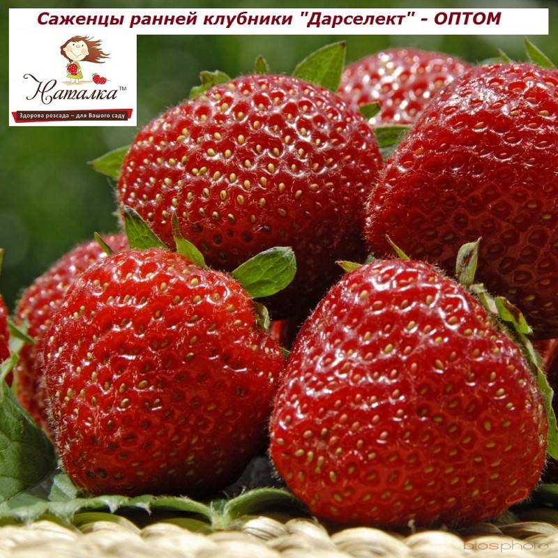 Клубника Дарселект Описание Сорта Фото Отзывы – Telegraph