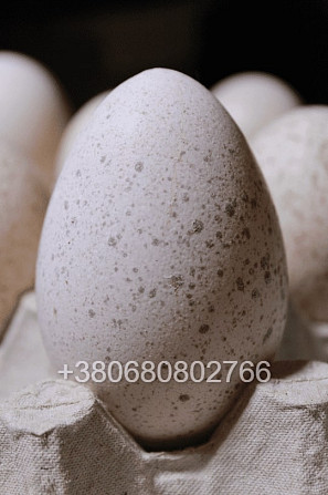 Індиче інкубаційне яйце Біг 6 Черновцы - изображение 1