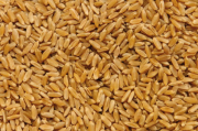 Пшеница оптом (FAS, FCA, CIF) Одесса