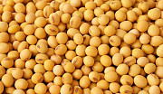 Соя на экспорт (Soybeans seeds for EXPORT) (FCA, FOB, CIF) Одесса