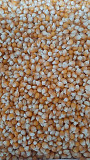 Зерно кукурудзи попкорн американських гібридів. Одесса