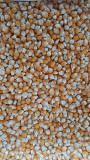 Продам зерно кукурудзи попкорн американських гібридів Винница