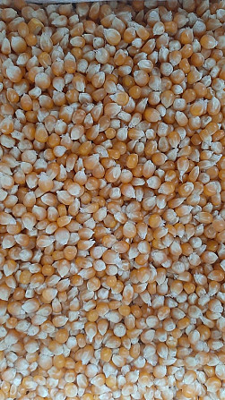 Продам зерно кукурудзи попкорн американських гібридів Винница - изображение 1