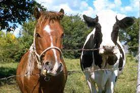 Закуповуємо коні, корови, бички Чернигов - изображение 1