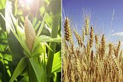 Закуповуємо некондиційну пшеницю та кукурудзу Чернигов