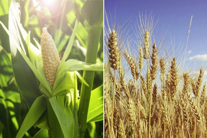 Закуповуємо некондиційну пшеницю та кукурудзу Чернигов - изображение 1
