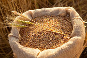 Куплю зерновідходи, прострочений посівмат, некондиційне зерно Полтава