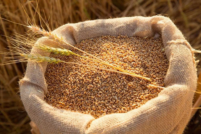 Куплю зерновідходи, прострочений посівмат, некондиційне зерно Полтава - изображение 1