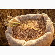 Закуповуємо зерновідходи, прострочений посівмат, некондиційне зерно Дніпро