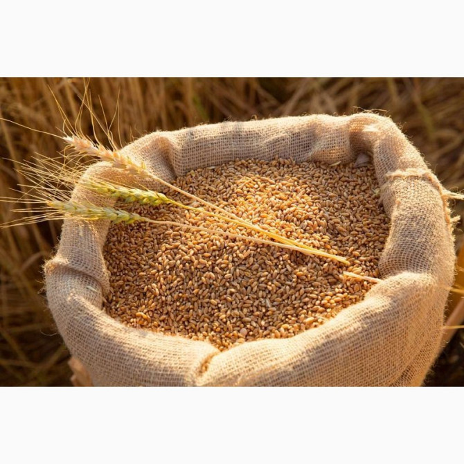 Закуповуємо зерновідходи, прострочений посівмат, некондиційне зерно Дніпро - изображение 1