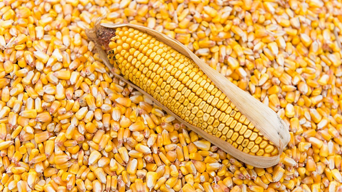 Продаємо:Зерно кукурудзи Броды - изображение 1