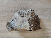 Зуб мамонта з фрагментом щелепи Раздельная