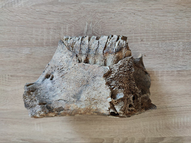 Зуб мамонта з фрагментом щелепи Раздельная - изображение 1