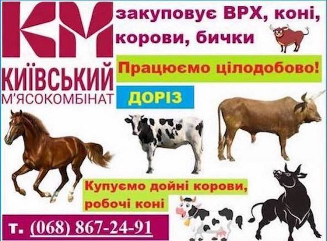 Закуповуємо телят, телиць, корів, коней дорого Житомир - изображение 1