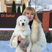 Цуценята золотистогo ретрівера Ot Bahur Київ