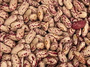 Сортова квасоля — великий вибір сортів, висока якість продукції Черкассы