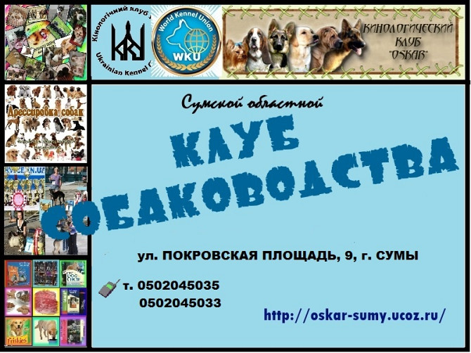 Приглашаем в клуб собаководства Сумы - изображение 1