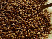 Насіння гречки. Очищене, каліброване, готове до посіву Львов