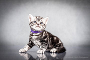 Американська короткошерстна. Хлопчик ПЕТЯ Киев