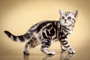 Американська короткошерста. Дівчинка. Продаж Киев