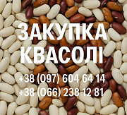 Купуємо квасолю. Заберемо своїм транспортом Тернополь