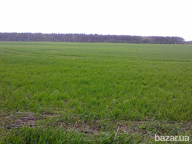 ПРОДАМ УЧАСТОК ОСГ Житомирская ТРАССА! Киев - изображение 1