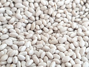 Квасоля на продаж. 20 видів сортової квасолі Тернополь