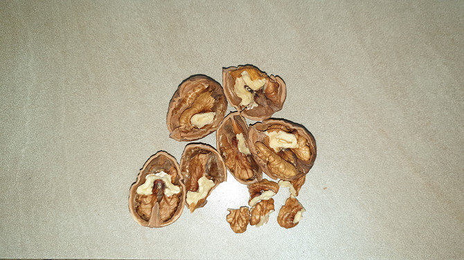 Орехи 2025 года. Одесса Одесса - изображение 1