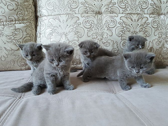 Кошенята британці Кривой Рог - изображение 1