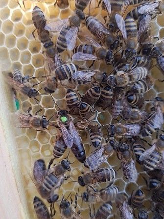 Цена новая:Продаю пчелиные матки Карпатской породы, Мукачево - изображение 1
