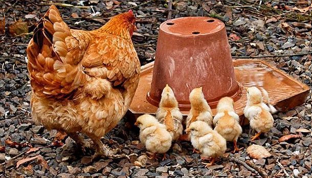 Продам отборные инкубационные яйца курей породы мастер грей Кировоград - изображение 1