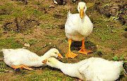 Продам отборные инкубационные яйца гусей породы белая линда Кировоград