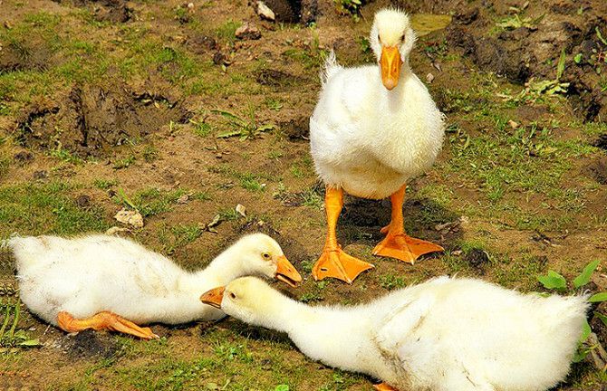 Продам отборные инкубационные яйца гусей породы белая линда Кировоград - изображение 1