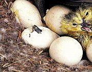 Продам отборные инкубационные яйца гусей породы датский легарт Кировоград