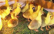 Продам отборные инкубационные яйца гусей породы холмогоры Кировоград