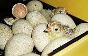 Продам отборные инкубационные яйца индейки породы белая широкогрудая Кировоград