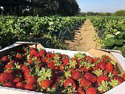 Предлагаю сезонную работу на ягодной ферме под Киевом Макаров