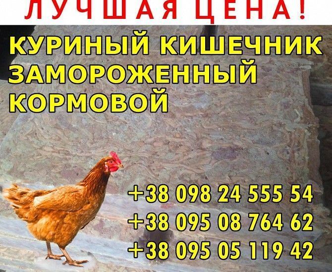 Кишечник куриный, кормовой, замороженный в брикетах. Київ - изображение 1