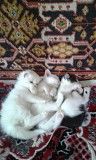 Отдам в добрые,заботливые руки чудесных двухмесячных котят:Снежок,Бусинка,Маруська. Чернигов