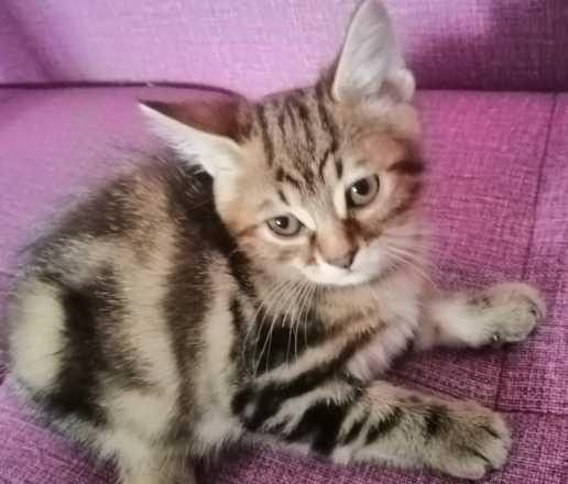 Продаются котята породы Курильский бобтеил Київ - изображение 1