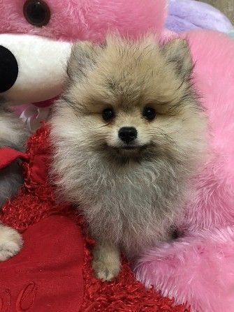 Продам малышей шпица Київ - изображение 1