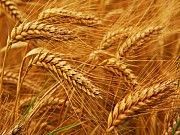 продаж пшениці 2-3-4 класу Каменка-Бугская