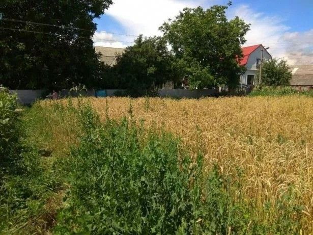 Ділянка під будівництво Узин, Киевская область Узин - изображение 1