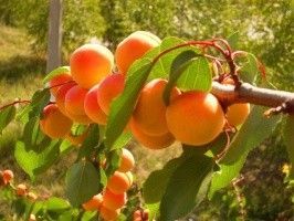 Саженцы купить. Ягодные кустарники. Плодовые деревья. Запорожье - изображение 1