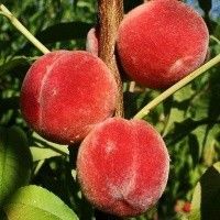 Питомник саженцев. Продажа и выращивание саженцев. Запорожье - изображение 1
