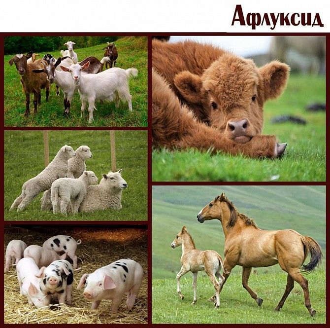 Афлуксид. Антидиарейное средство для животных Київ - изображение 1
