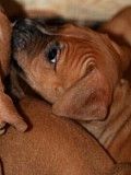 Продам щенков породы Американский стаффордширский терьер Запорожье
