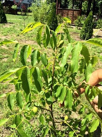 Саженцы ореха из питомника. Саженцы фундука купить. Полтава - изображение 1