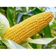 Семена кукурузы АР 18102 К (СИМОНА) Любашёвка