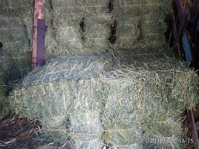 Продажа сена люцерны Краматорск - изображение 1